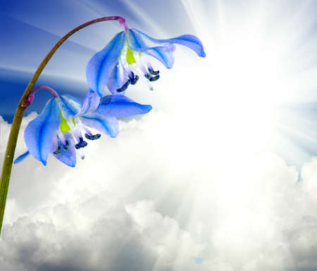 image flowers against the sun and clouds backgroundの写真素材
