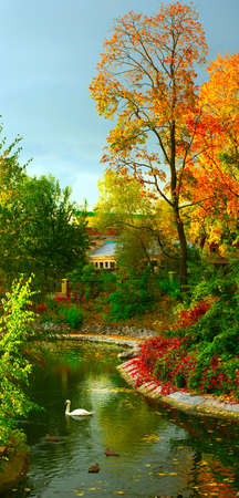 city park with a river and swansの写真素材