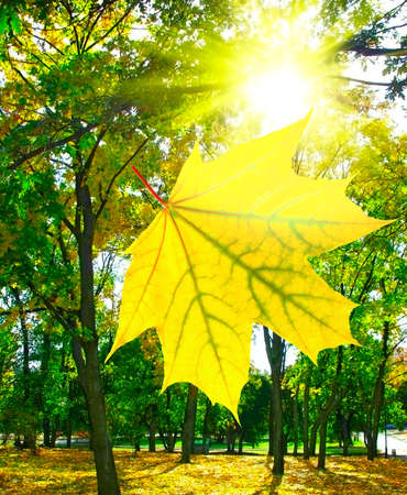 image of autumn trees in city parkの写真素材