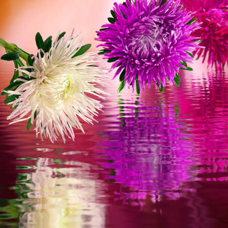 image of beautiful flowers over  the water closeupの写真素材