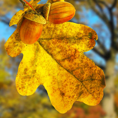 image of oak leaf in a city park against the autumn trees の写真素材