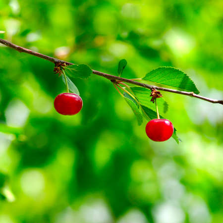 image of branch with berries on a green blurred backgroundの写真素材
