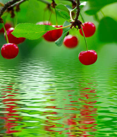 image of branch with berries over the waterの写真素材