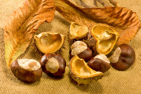 chestnutsの写真素材