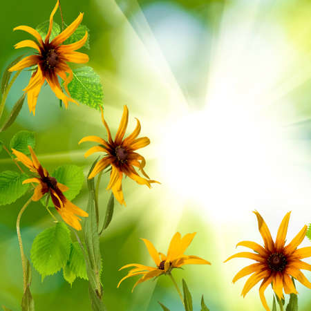 image of flowers in the park against the sunの写真素材
