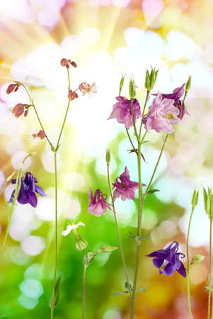 beautiful flowers in the garden on a green backgroundの写真素材
