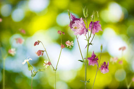 beautiful flowers in the garden on a green backgroundの写真素材