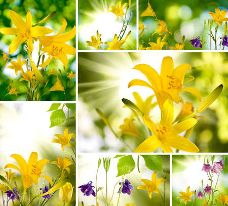 image of mix of beautiful flowers in the garden against the sunの写真素材