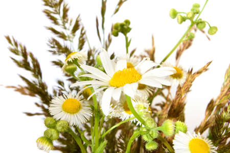 isolated image of beautiful daisy flowers on a white backgroundの写真素材