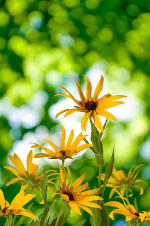 image of beautiful flowers in the garden closeupの写真素材