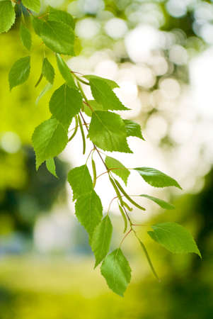 Image of tree branches on a green backgroundの写真素材