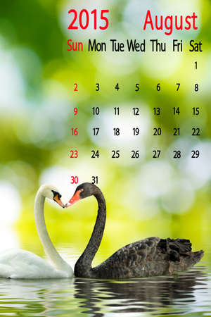 2015 Calendar. August. Image of two swans on the waterの写真素材