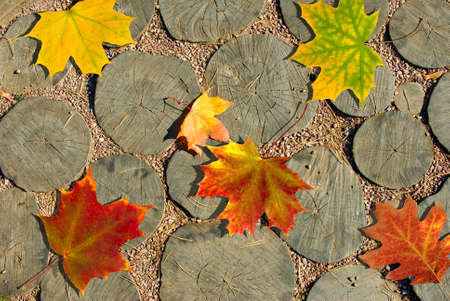 autumn dry leaves on wooden stumps closeupの写真素材