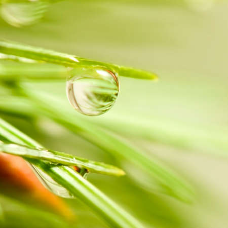 image of drop on a branch closeupの写真素材