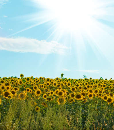 field of sunflowers on a  blue sky backgroundの写真素材