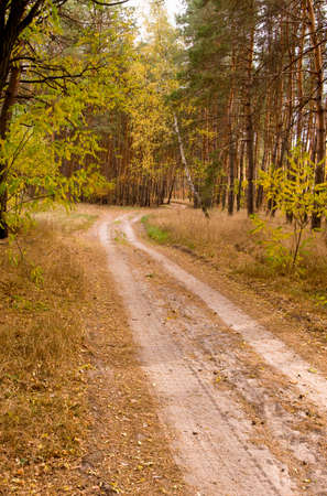 image of the road in the forestの写真素材