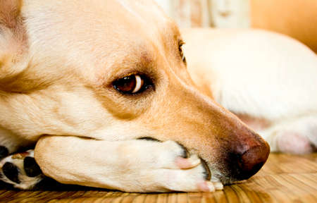 image of beautiful lying dogの写真素材