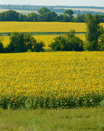 landscape of a field of sunflowersの写真素材