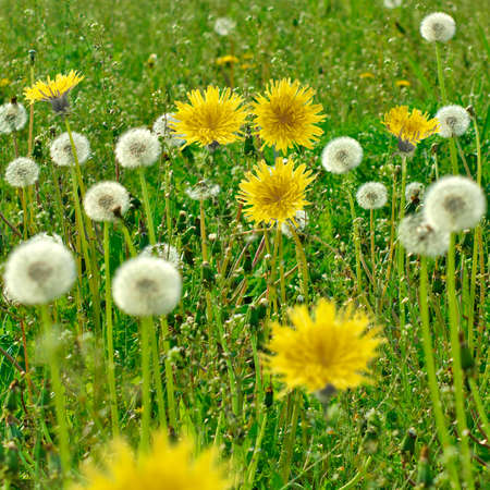image of field with dandelionsの写真素材