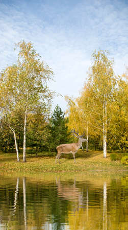 image of a deer in the autumn forestの写真素材