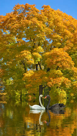 image of two swans on the riverの写真素材