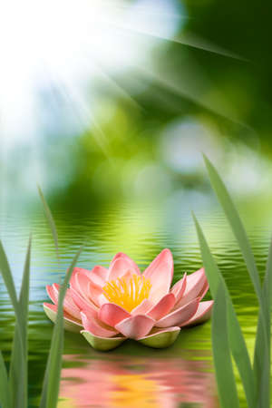 image of lotus on the waterの写真素材