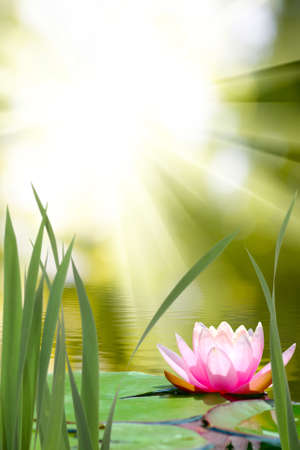 image of lotus on the waterの写真素材