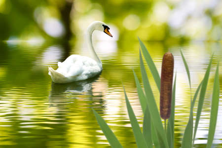 image of a beautiful swan in the river closeupの写真素材
