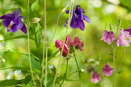 different flowers in the garden closeupの写真素材