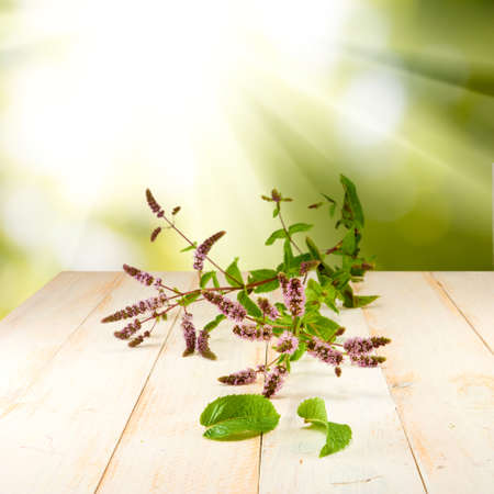 blossoming branch of mint on a table against the sunの写真素材
