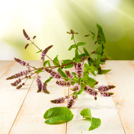 branch of mint on a table against the sunの写真素材