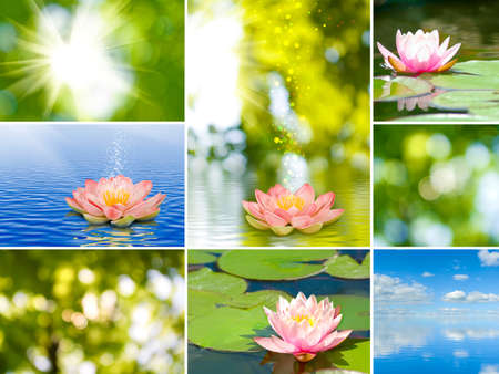 image of mix different beautiful flowers closeupの写真素材