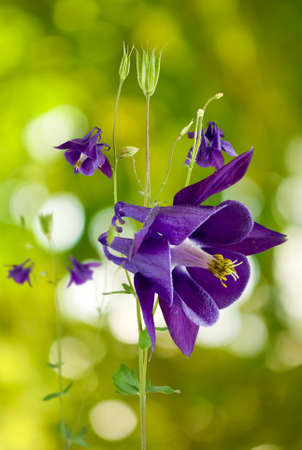 image of beautiful flower on green background closeupの写真素材