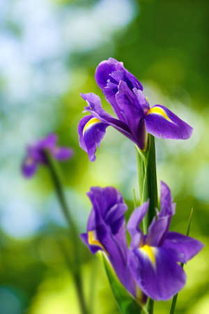 beautiful flower on a green background