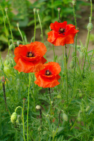 image of poppies flowers in the gardenの写真素材