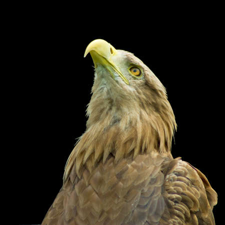eagle isolated on a white background closeupの写真素材