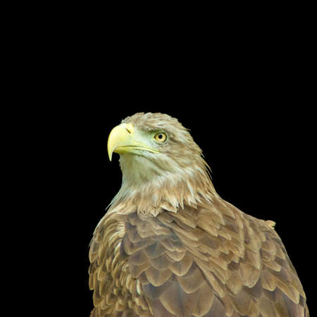 image of an eagle on a black background closeupの写真素材