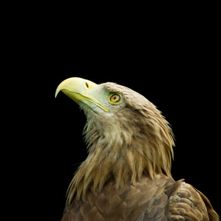 image of an eagle on a black background closeupの写真素材