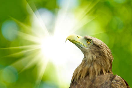 eagle on a green background closeupの写真素材