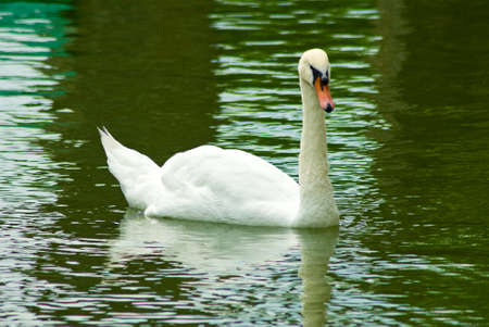 image of swans in the riverの写真素材