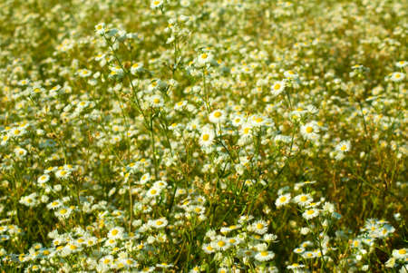 image of daisies in a fieldの写真素材