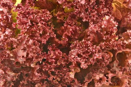 image of salad as a backgroundの写真素材