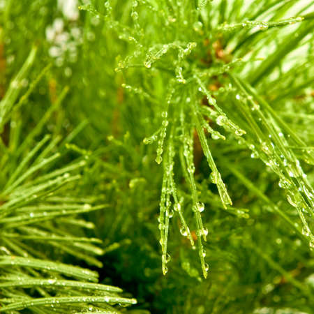 image of fir branches closeupの写真素材