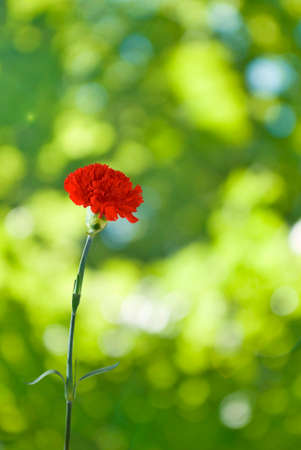 single flower on a green backgroundの写真素材