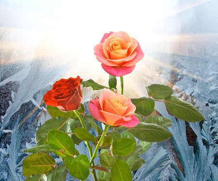 Image of roses on window frosty pattern backgroundの写真素材