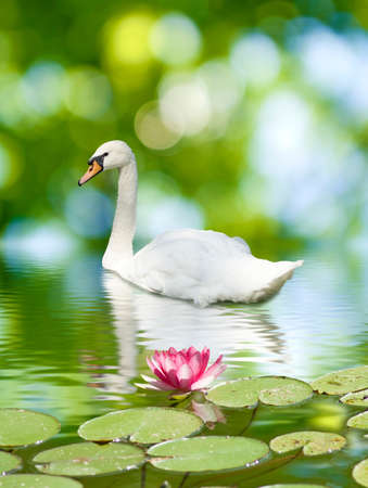 image of a swan and lotus flower on the waterの写真素材