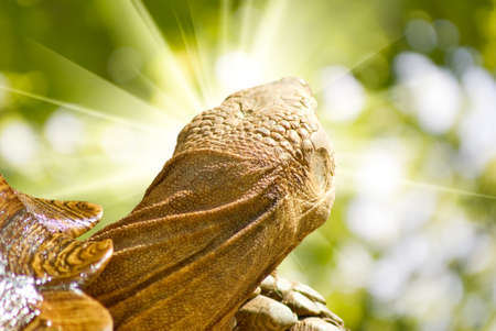 image of turtle against the sun closeupの写真素材