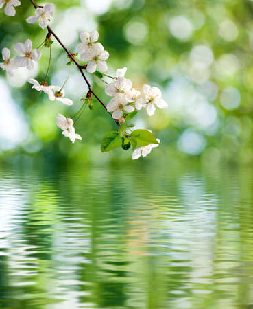 blooming branch over the water closeupの写真素材