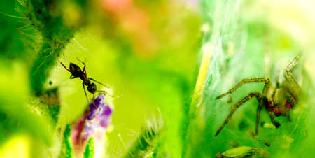 Image ant and a spider on a green backgroundの写真素材