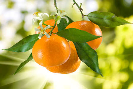 image of ripe tangerine in the garden closeupの写真素材